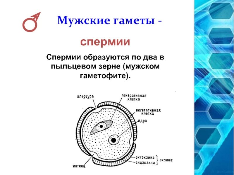 Мужская гамета. Строение спермия растения. Спермий мужская половая клетка. Мужские гаметы. Мужские половые клетки (спермии) образуются.