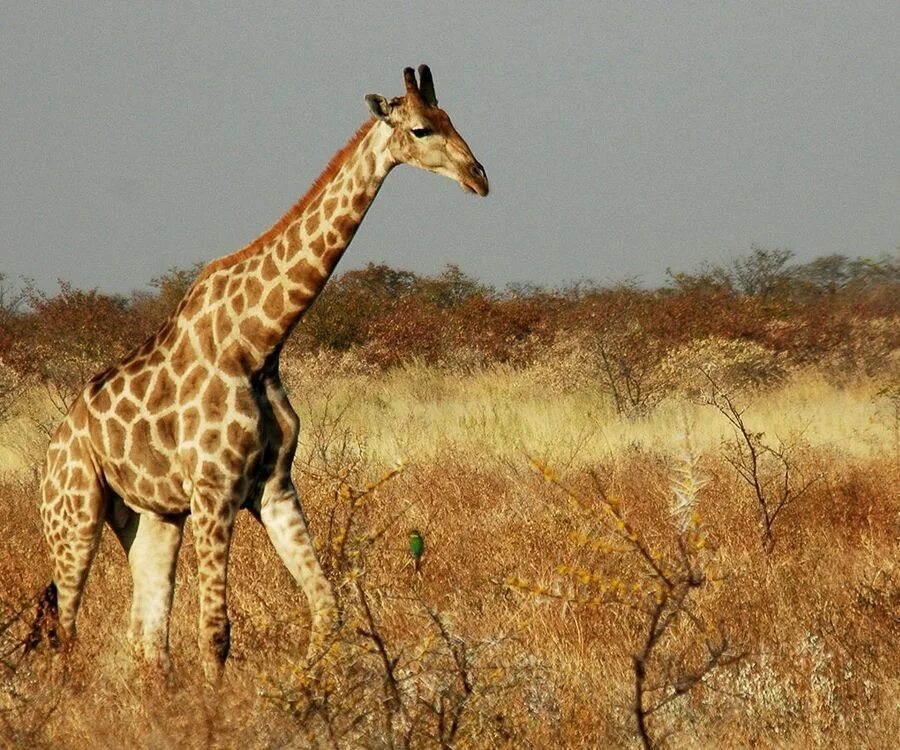 Жираф среда обитания. Жираф в саванне. Жирафы в саванне. Жираф бегает. Среда обитания жирафа.