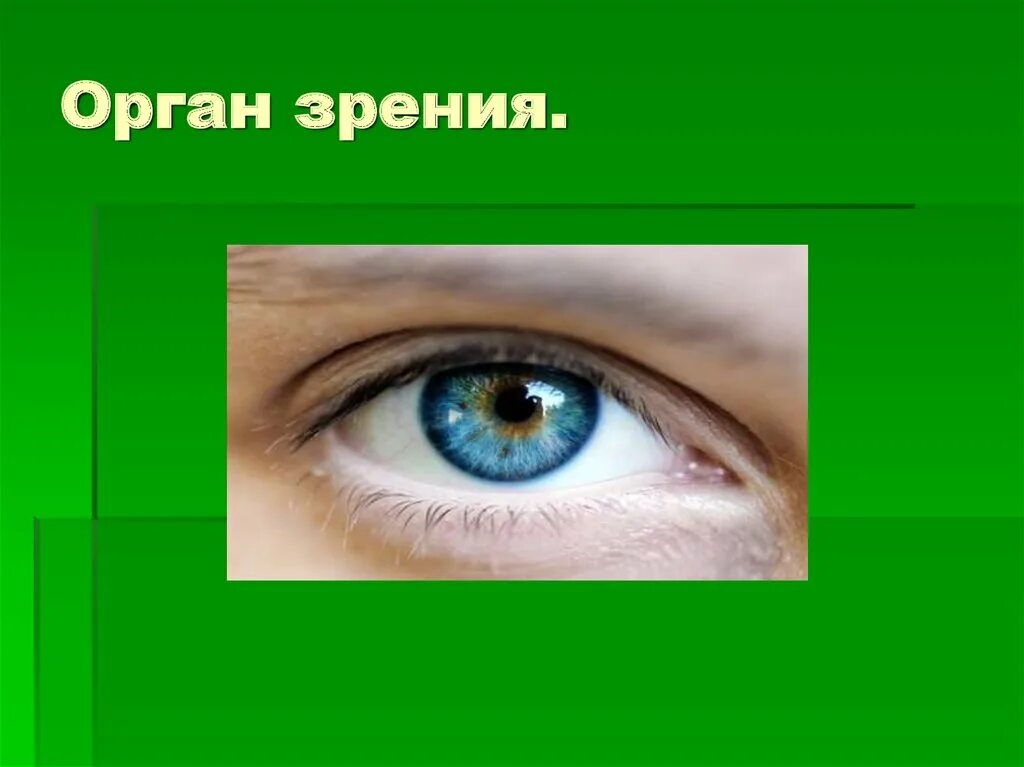 Органы чувств глаза. Орган зрения. Глаза орган зрения. Органы чувств орган зрения. Глаз орган чувств человека