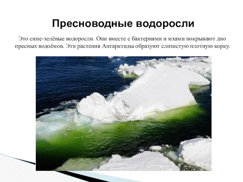 Эндемики антарктиды растения. Растения антарктиды 4 класс окружающий мир. Растительный мир антарктиды 7 класс. Растения антарктиды. Антарктида животные и растения.
