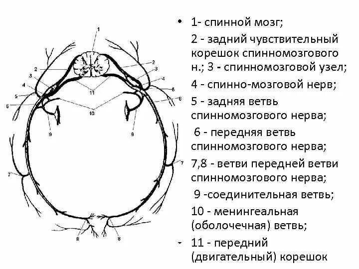 Задние ветви спинномозговых нервов схема. Основные ветви спинномозгового нерва. Формирование спинномозгового нерва его ветви. Задняя ветвь спинномозгового нерва.