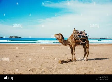 Camel on the beach of the sea (ocean) under the sun. 