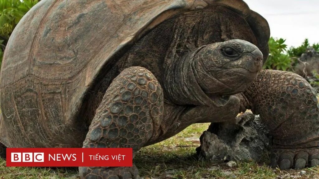 Гигант черепаха в мире. Галапагосская черепаха. галапагосская гигантская черепаха. гигантская черепаха альдабра. гигантские черепахи с галапагосских островов.