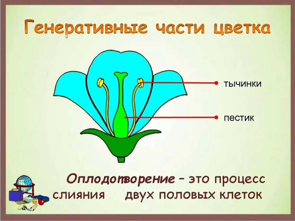 Генеративные части цветка. Генеративные органы цветка. Репродуктивные части имеют цветки. Генеративные структуры цветка.