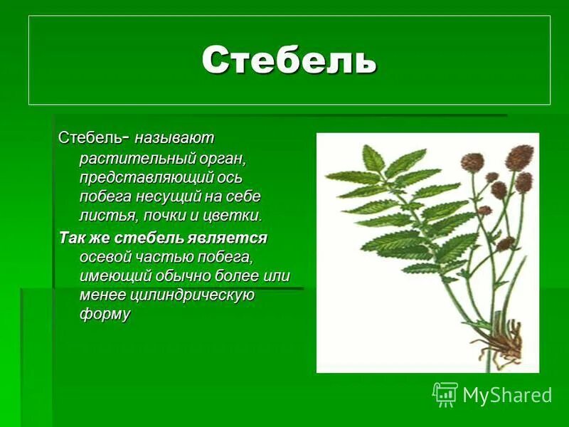 Какой стебель называют соломенной. Какой стебель называют соломенной. Какой стебель называют соломенной. Строение растений класса однодольные. Из лубяных волокон.