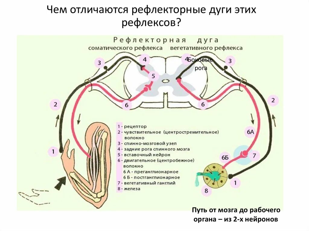 Хема рефлекторной дуги соматического рефлекса. Схема рефлекторной дуги соматической нервной системы. Рефлекторная дуга соматического рефлекса. Рефлекторная дуга путь анатомия.