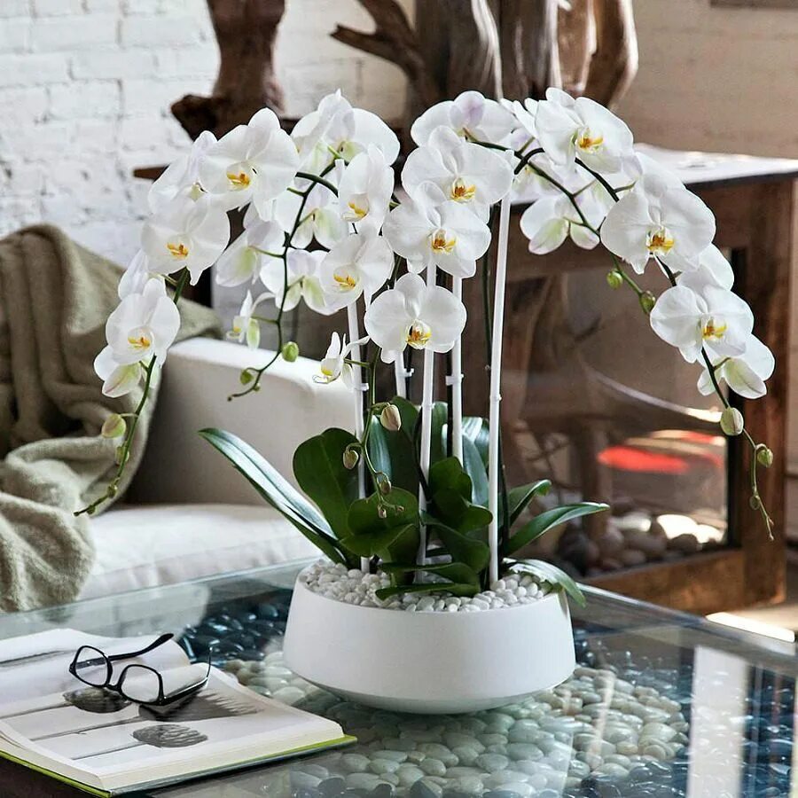 Орхидея живая цветок. Фаленопсис decoration. Орхидея декорейшен. Орхидея фаленопсис в интерьере. Фаленопсис в горшке.
