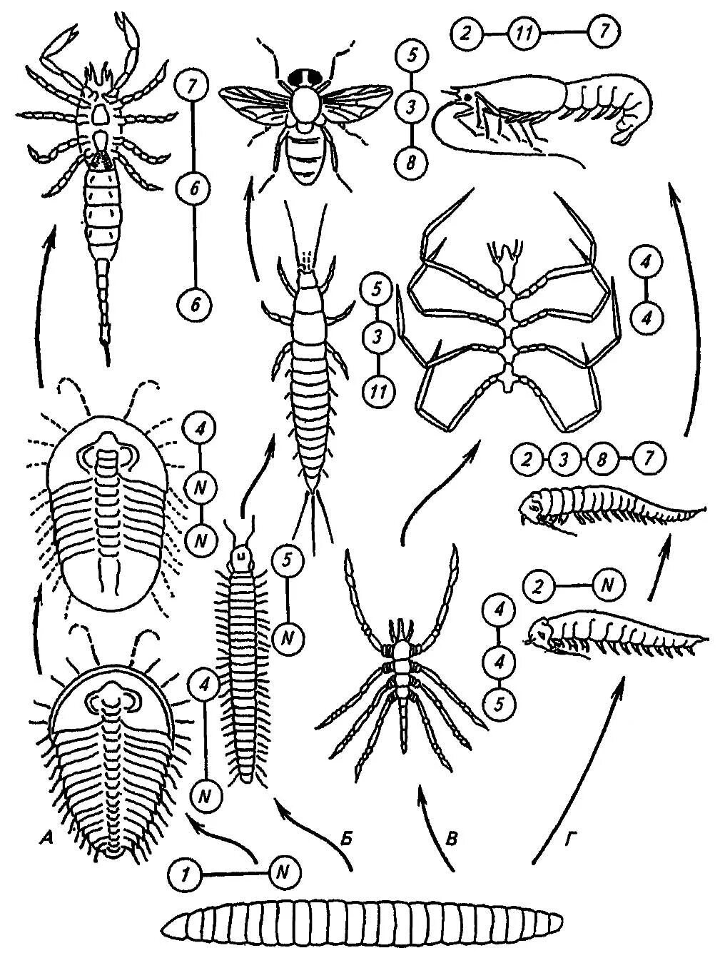 Развитие членистоногих схема. Филогенетические схемы насекомых. Строение членистоногих насекомых. Эволюция членистоногих. Ракообразные паукообразные насекомые конечности