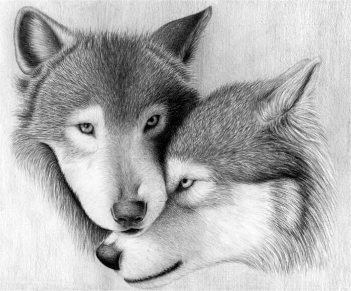 Рисунки двух животных