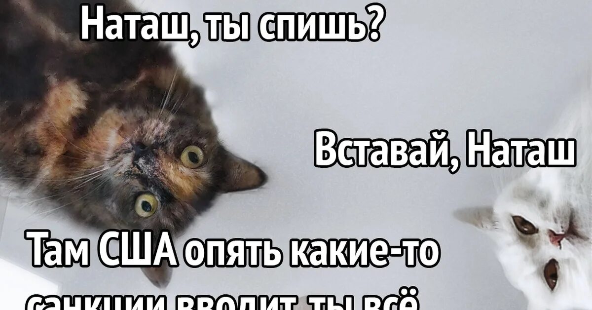 Наташа и коты. Мемы с котами и Наташей. Котики Наташа вставай. Включи natasha