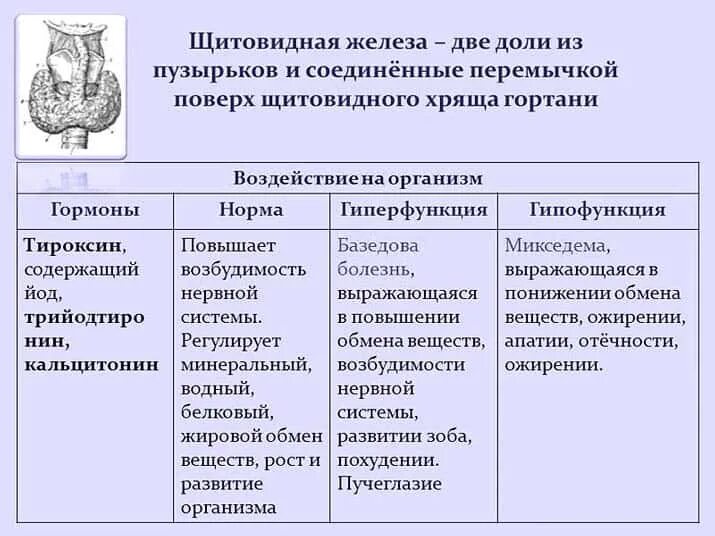 Щитовидная железа гормоны гиперфункция и гипофункция таблица. Щитовидная железа гормоны и функции таблица. Щитовидная железа гипофункция и гиперфункция. Гиперфункция тиреотропного гормона. Таблица гиперфункция и гипофункция