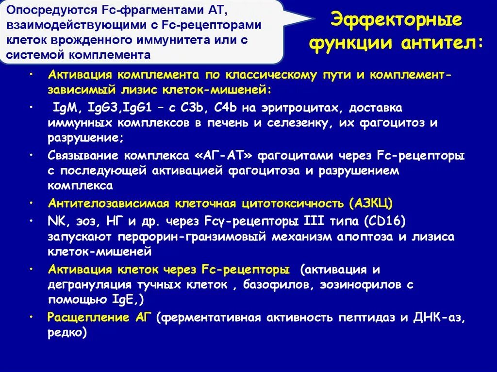 Функции антител иммунология. Эффекторные функции антител. Эффекторные функции иммуноглобулинов. Функции антител нейтрализация.