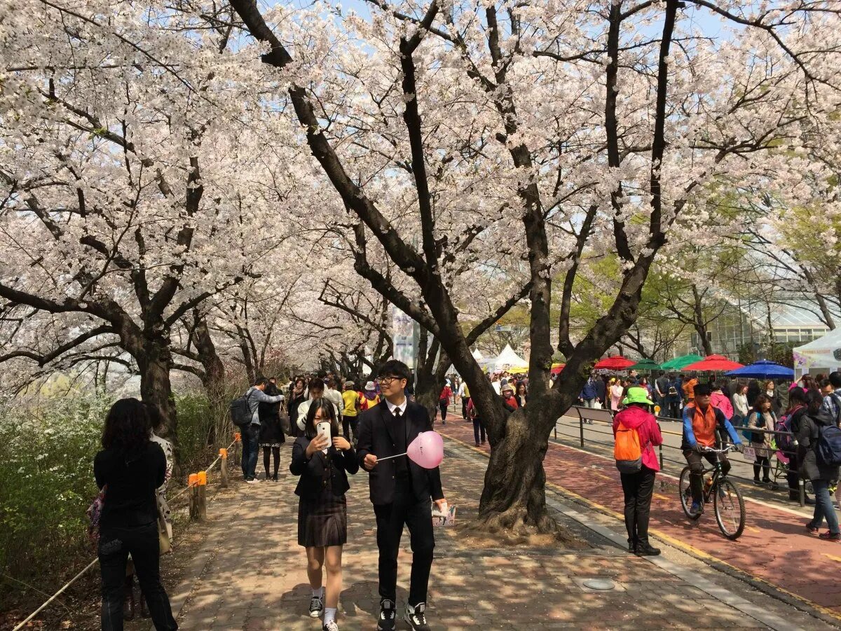 Корея южная время сейчас в сеуле точное. Парк Yeouido в Сеуле. Большой Сеульский парк Южная Корея. Парк Ханган в Корее. Парк Тхапколь Сеул.