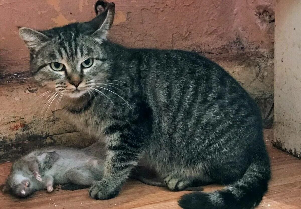 Породы кошек хорошо ловящие мышей. Сибирский крысолов кошка. Сибирский крысолов порода кошки. Кот крысолов порода. Сибирская крысоловка кошка.