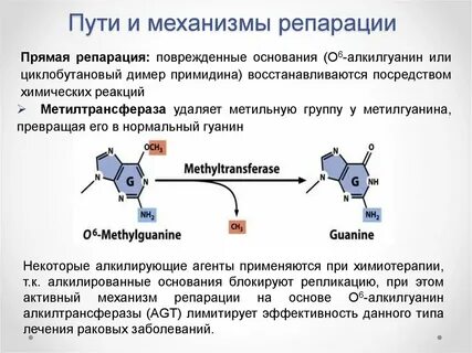 Прямая репарация днк