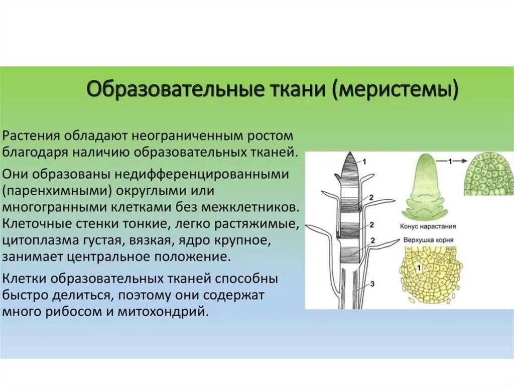 Функции апикальной меристемы. Верхушечная меристема корня. Образовательная ткань растений меристема. Строение клетки образовательной ткани. Меристема рост в длину