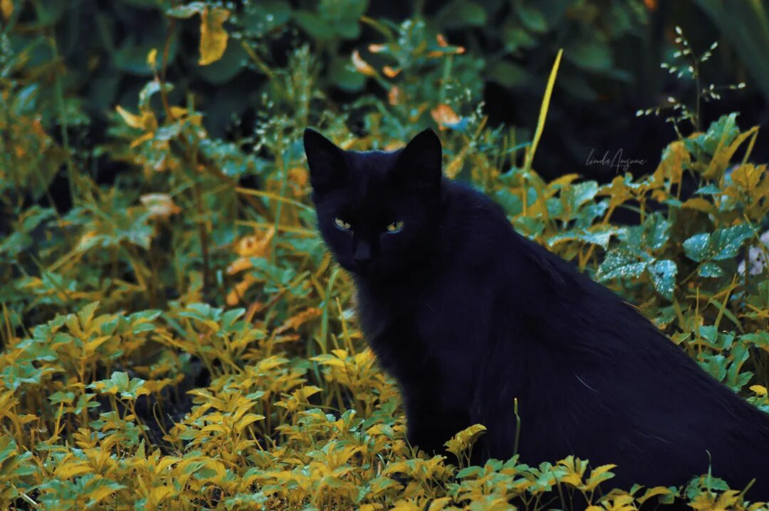 Чёрный кот. Черный кот в лесу. Чёрные коты в лесу. Чёрный кошак.