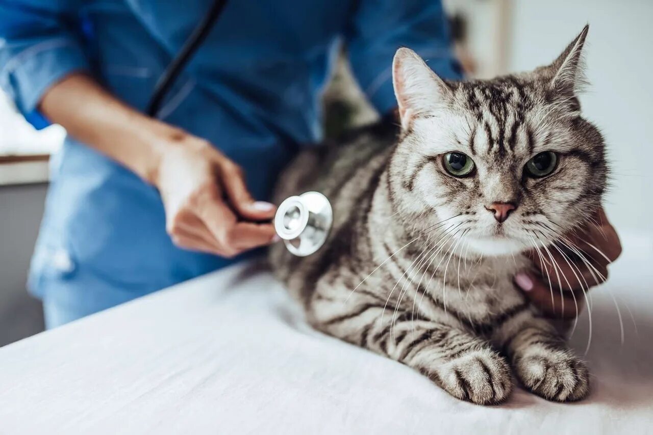 Обследование кошек. Кошка Ветеринария. Кошка в ветеринарной клинике. Кот у ветеринара. Кошка в ветклинике.