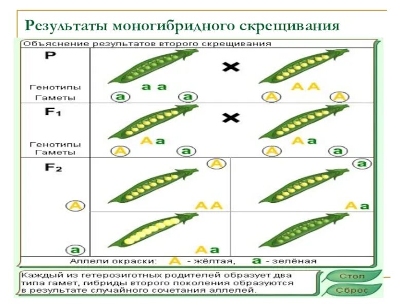 Моногибридное скрещивание первый и второй. Опыты Менделя по моногибридному скрещиванию. Моногибридное скрещивание первый опыт Менделя. Скрещивание гороха. Схема моногибридного скрещивания.