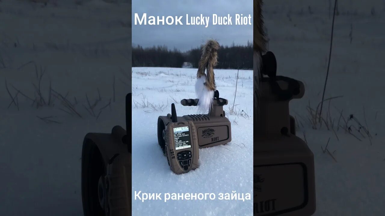 кролик с мимикой. как кричит заяц слушать звук. как кричит заяц слушать звук. Rabbit sound effects. звук зайца.