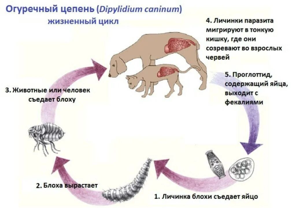 Симптомы цепня у человека. Жизненный цикл ленточных червей схема. Жизненный цикл ленточного червя схема. Цикл развития огуречного цепня. Dipylidium caninum жизненный цикл.