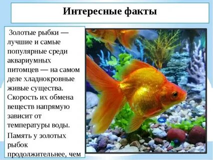 Золотая рыбка полное название