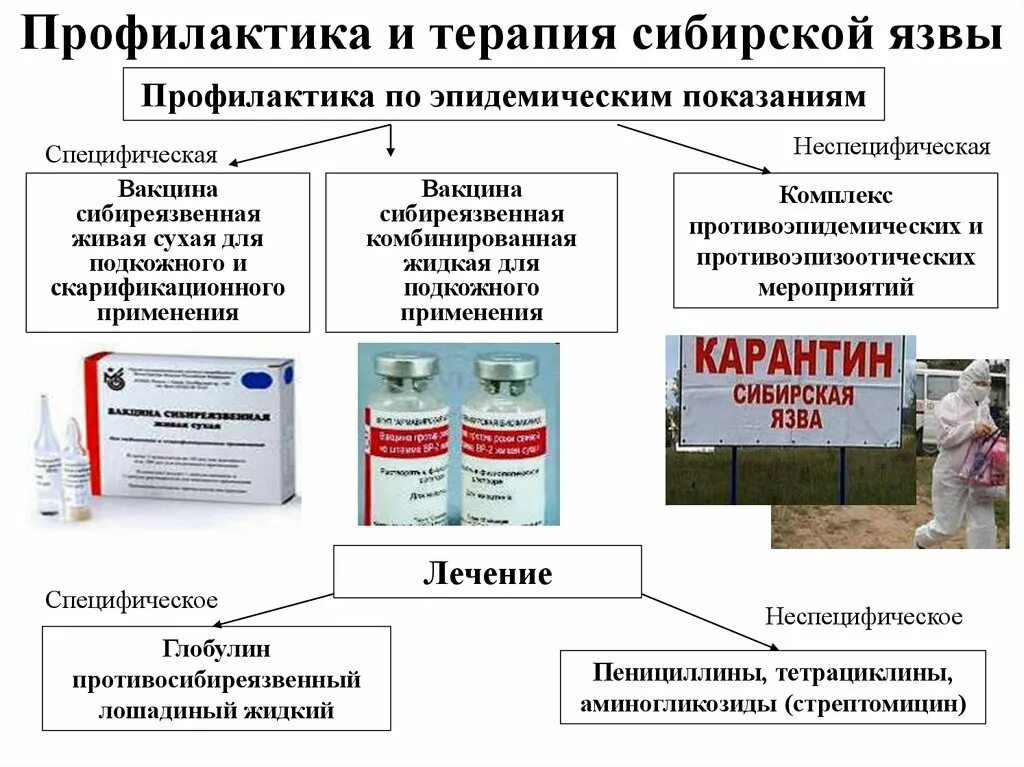 Обработка вакцин. Препарат для экстренной профилактики сибирской язвы. Сибирская язва основные меры профилактики. Возбудитель сибирской язвы специфическая профилактика. Специфическая профилактика сибирской язвы проводится препаратами.