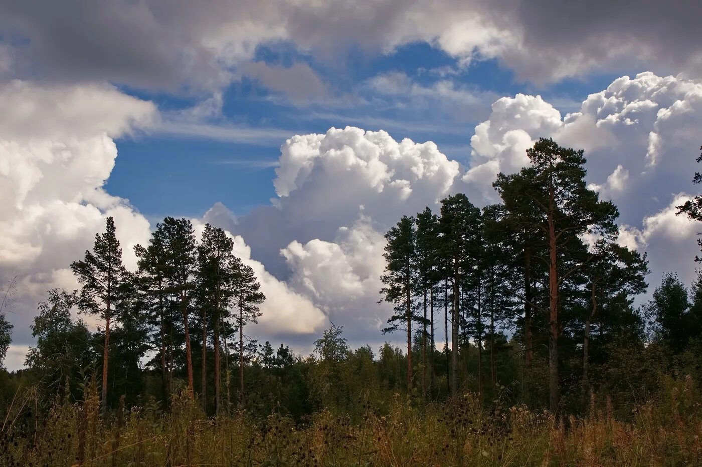 Природа Томской области. Леса Томска. Красивая природа Томска. Пейзажи Томской области. Департамент природных томской области