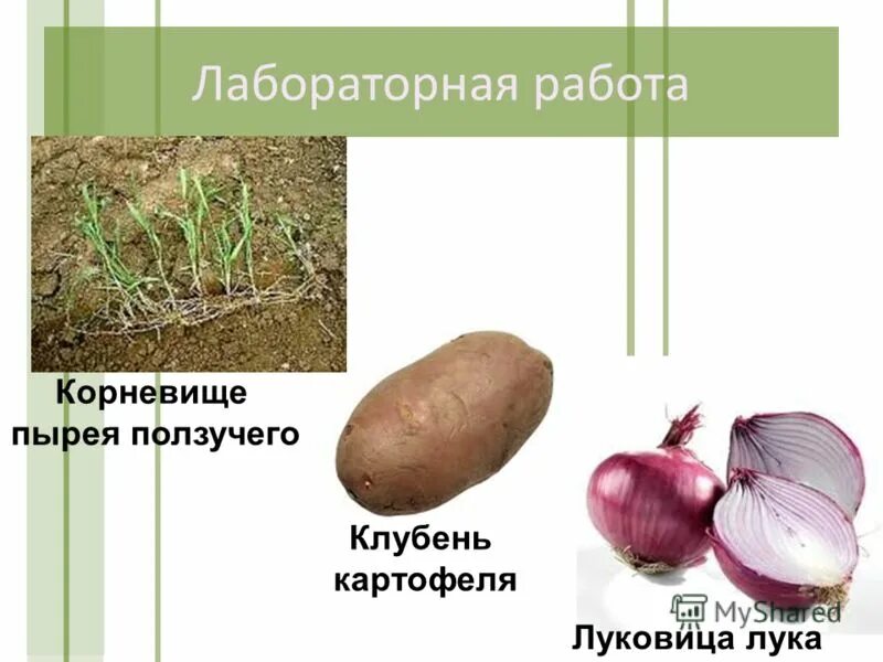 Корневище папоротника видоизмененный побег. Корневище клубень луковица видоизмененные побеги. Что такое корневище клубень и луковица биология. Пырей корневище клубень луковица. Клубень и луковица это видоизмененные побеги.