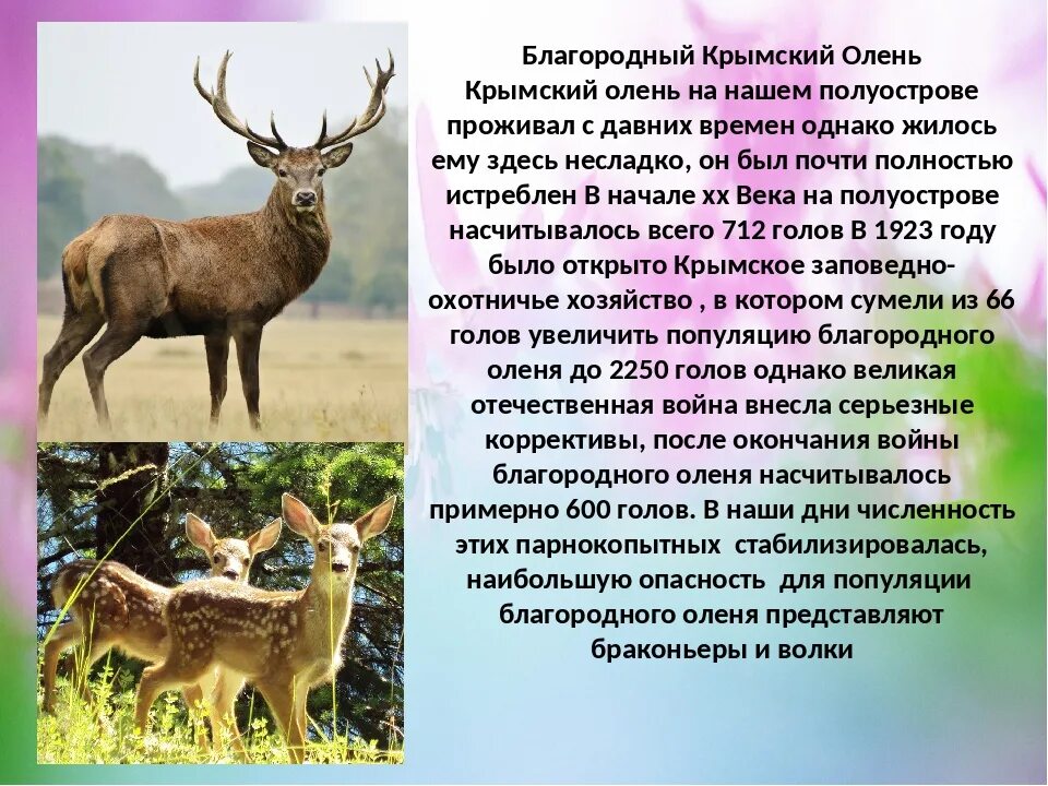Какие животные занесены в красную книгу крыма: найдено 81 картинок