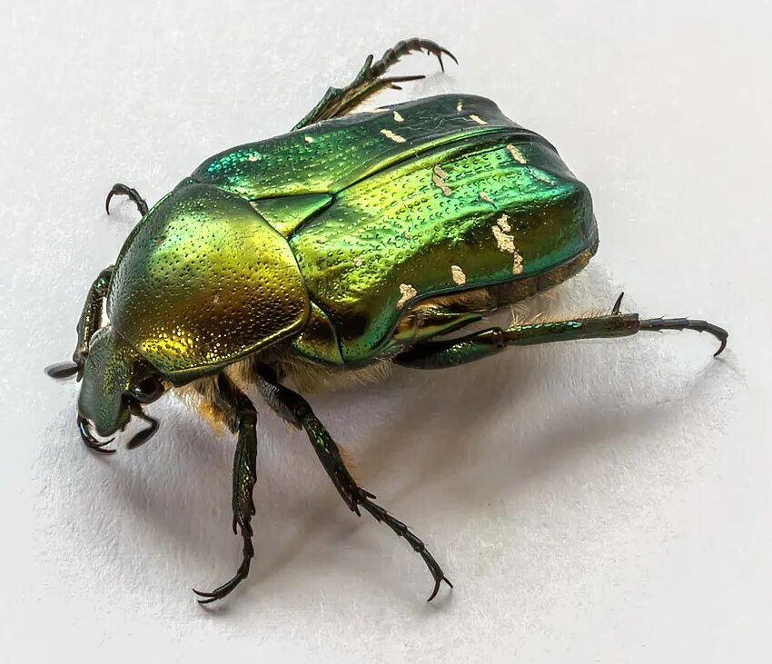polyphylla fullo Insects, Bugs, Pictures of insects
