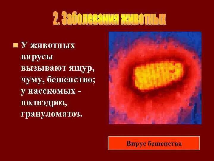 Многообразие вирусов 5 класс презентация. Вирусы презентация. Слайд царство вирусов. Царство вирусы презентация. Вирусы презентация 11 класс биология.