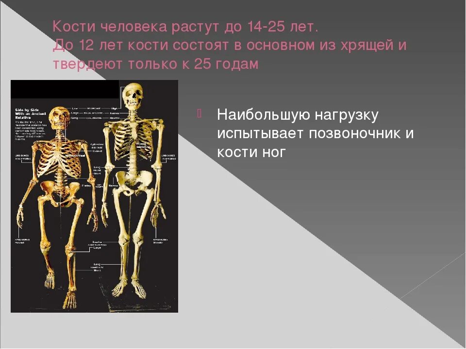 За счет чего растет кость