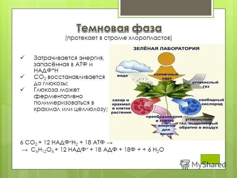 Темновая фаза продукты