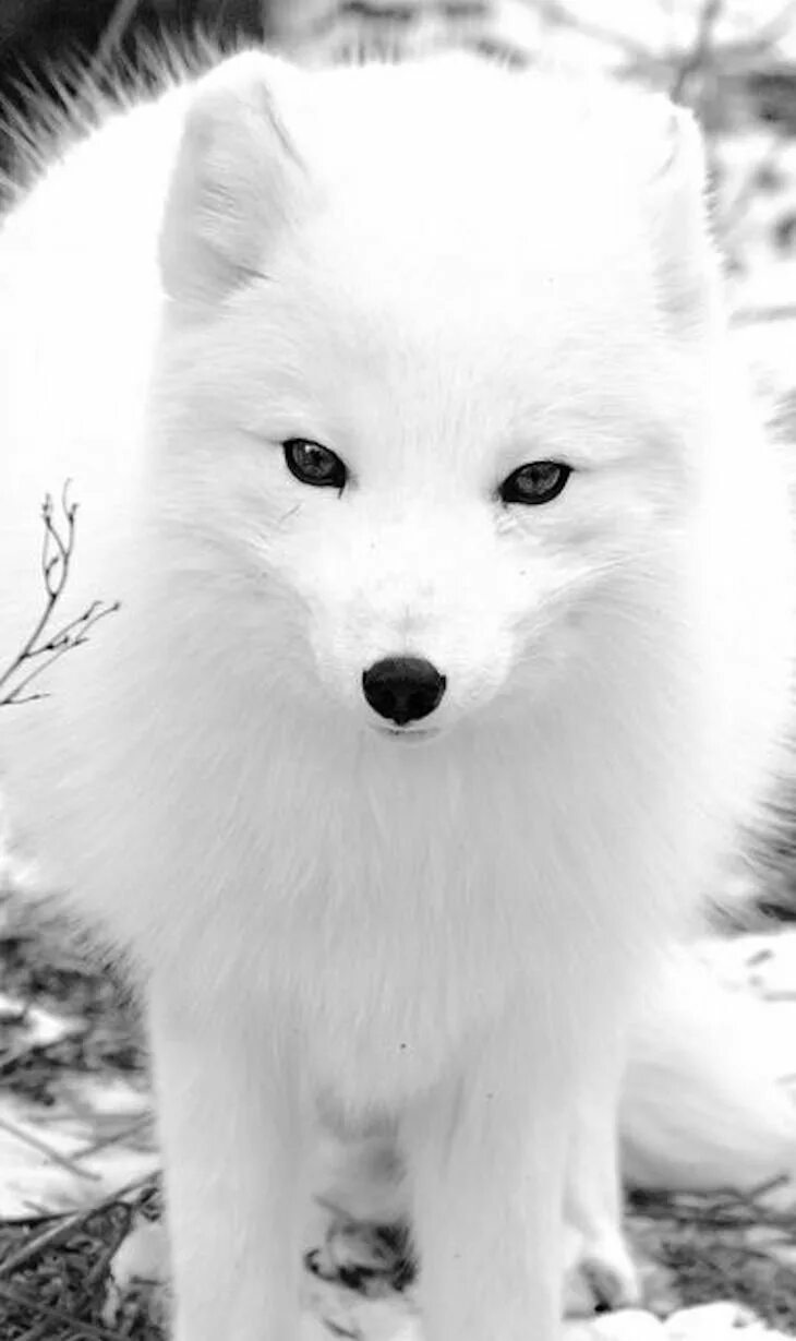Белые животные. Белая лиса. Песец. Красивая белая Лисичка.