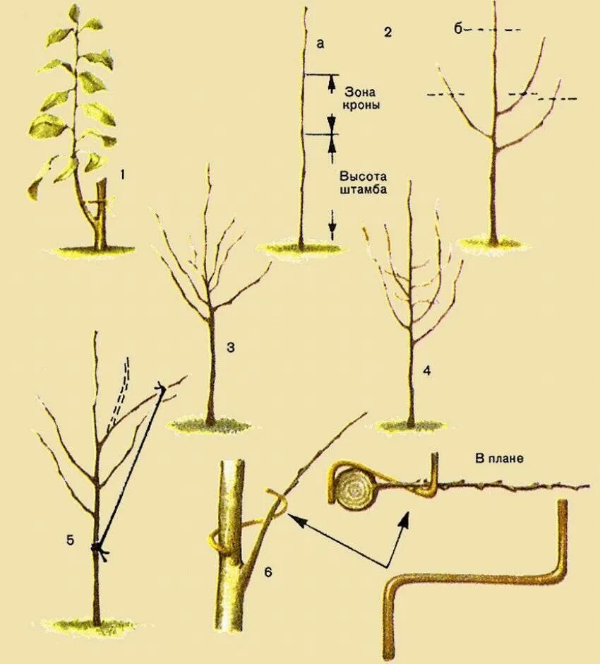 Уход за яблонями после. Саженец яблони формировка кроны. Формировка саженца яблони. Обрезать однолетний саженец яблони. Схема обрезки саженцев яблони.