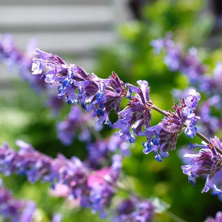 Котовник фассена nepeta. Котовник six hills giant. котовник фассена (nepeta faassenii). котовник nepeta faassenii six hills giant.