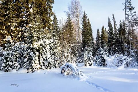 Зимний лес какой