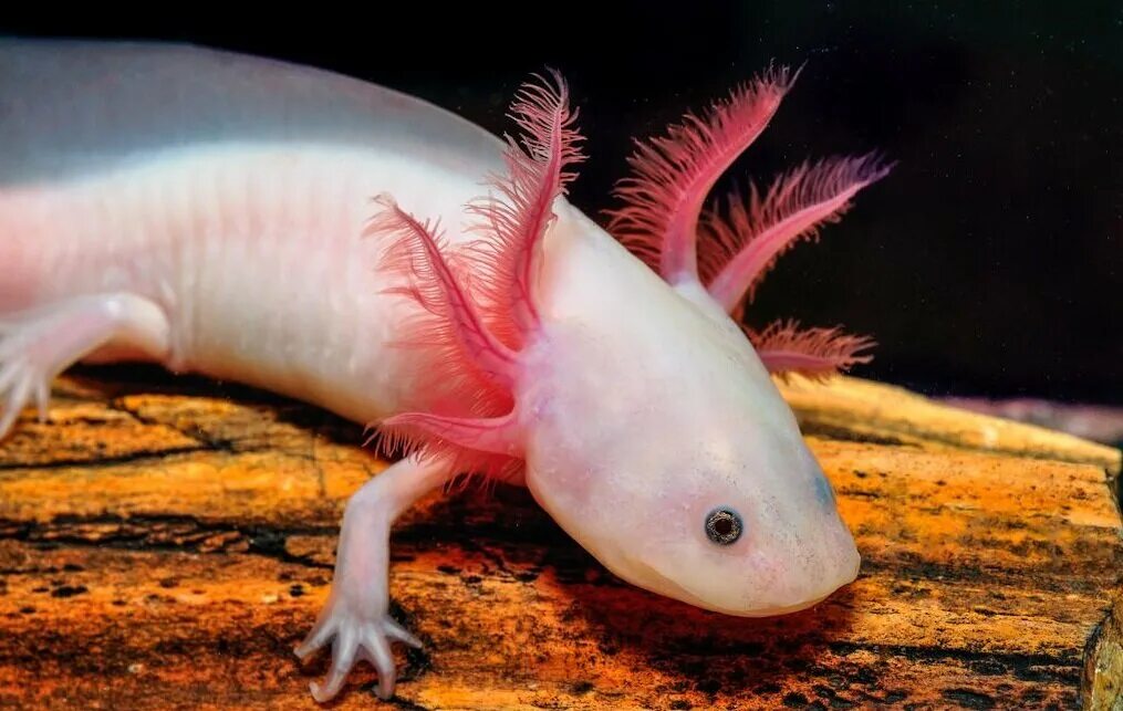 Мексиканская саламандра аксолотль. Рыбка тритон аквариумная аксолотль. Личинка саламандры аксолотль. Аквариумная рыбка аксолотль. Аквариумные животные.
