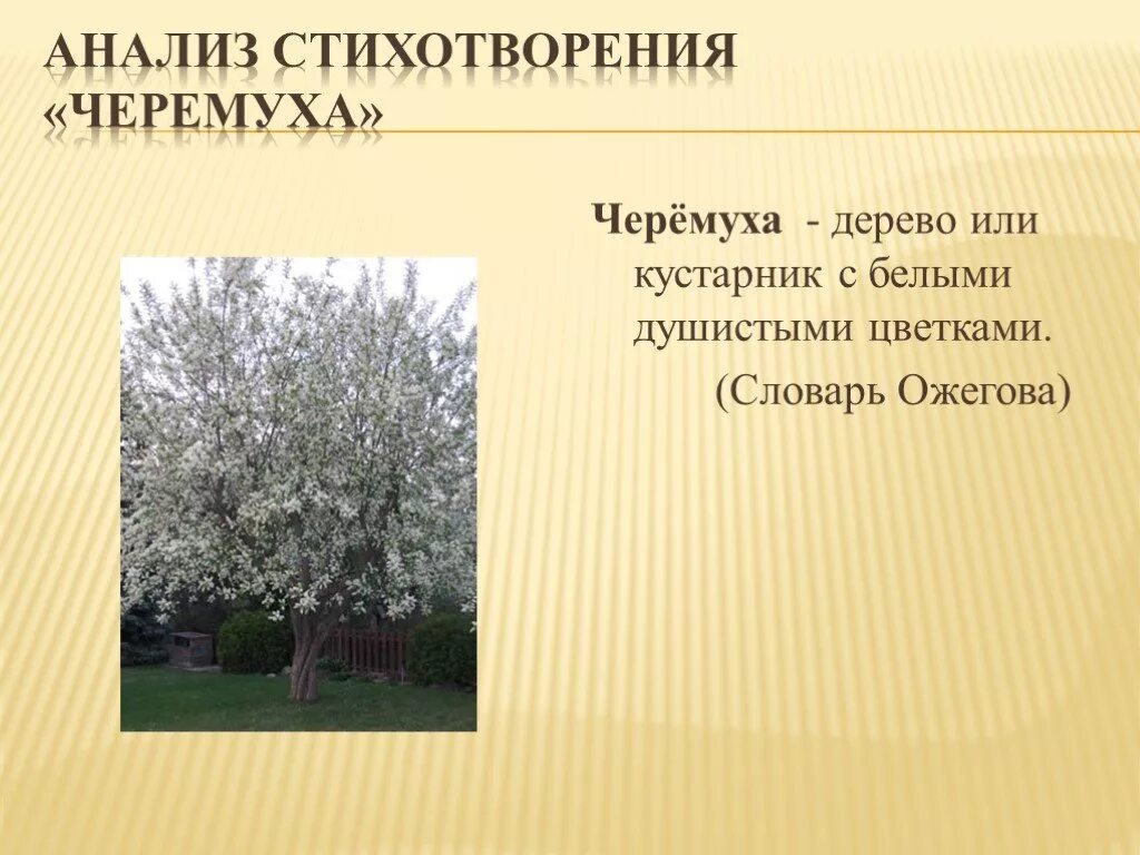 Стихотворение черемуха. Стих Есенина черемуха. Есенин с. а. "черемуха". Есенин черемуха стих. Сравнение в стихотворении черемуха