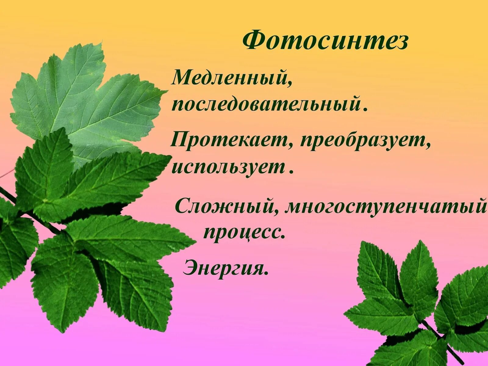 синквейн на тему листья. синквейн. синквейн к слову фотосинтез. сказка про фотосинтез по биологии 6 класс. синквейн фотосинтез биология.