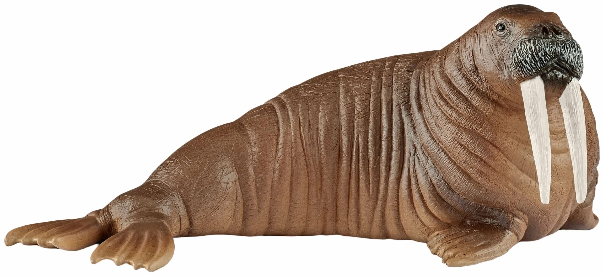 морж для детей. морж на прозрачном фоне. морж на прозрачном фоне. морж на белом фоне. морской слон, лев морж.