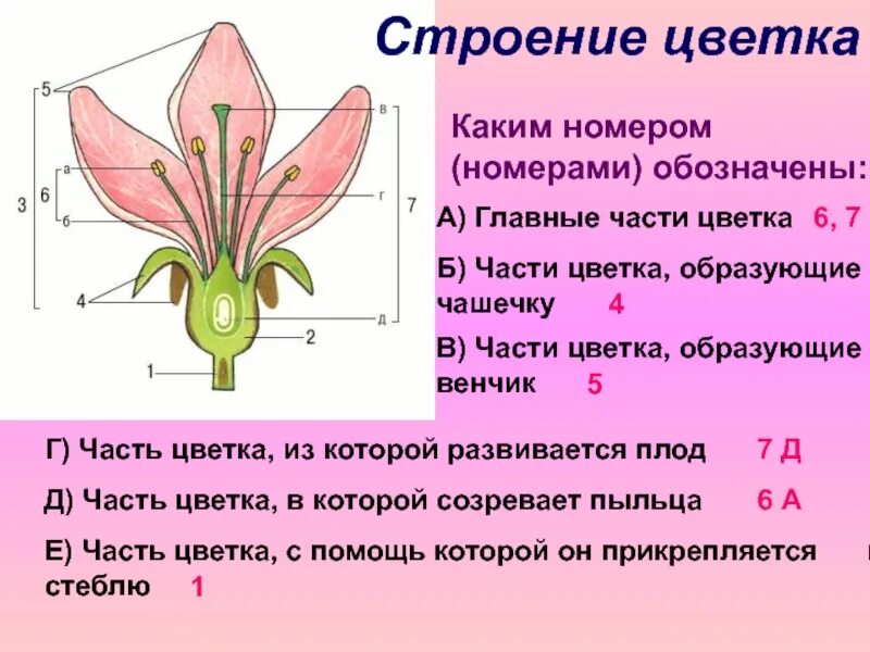 Цветок венчик зародыш какое понятие следует вписать. Цветок венчик зародыш. Строение цветка и плода. Части цветка образующие плод. Какие части цветка образуют венчик.