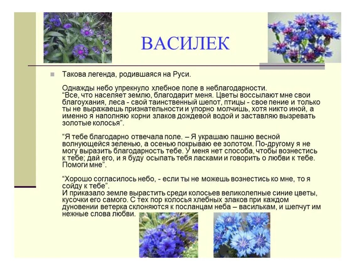 Василек текст описание. Легенды о цветах. Мифы и легенды о цветах. Короткие легенды о цветах. Красивые легенды о цветах для детей.