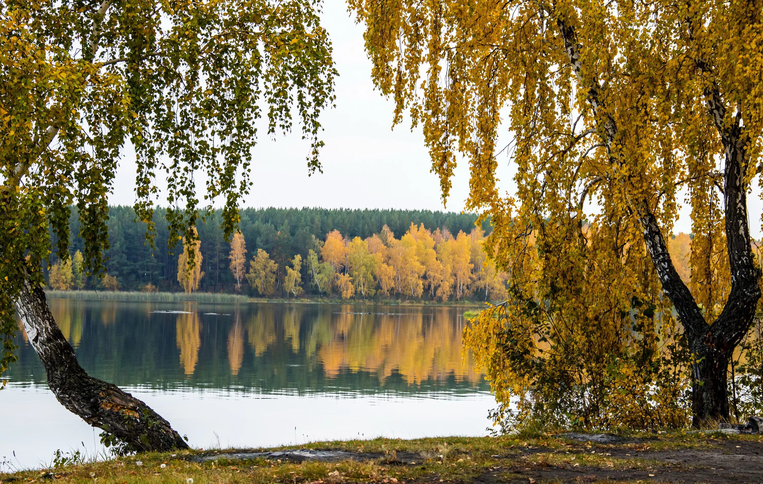 Березка нижегородская область. Береза плакучая Плес. Озеро Березка Нижегородская. Пейзаж береза Березовая роща озеро. Березы в Марий Эл.