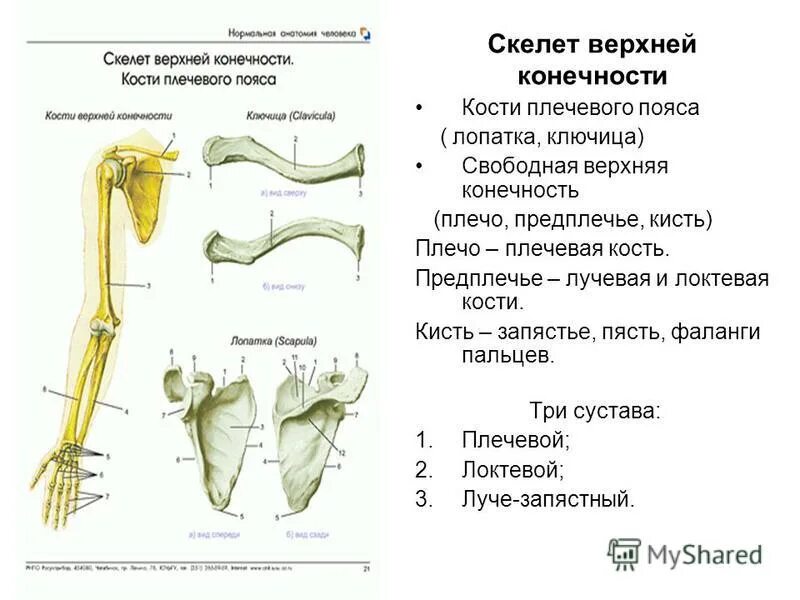 Соединение костей лопатки