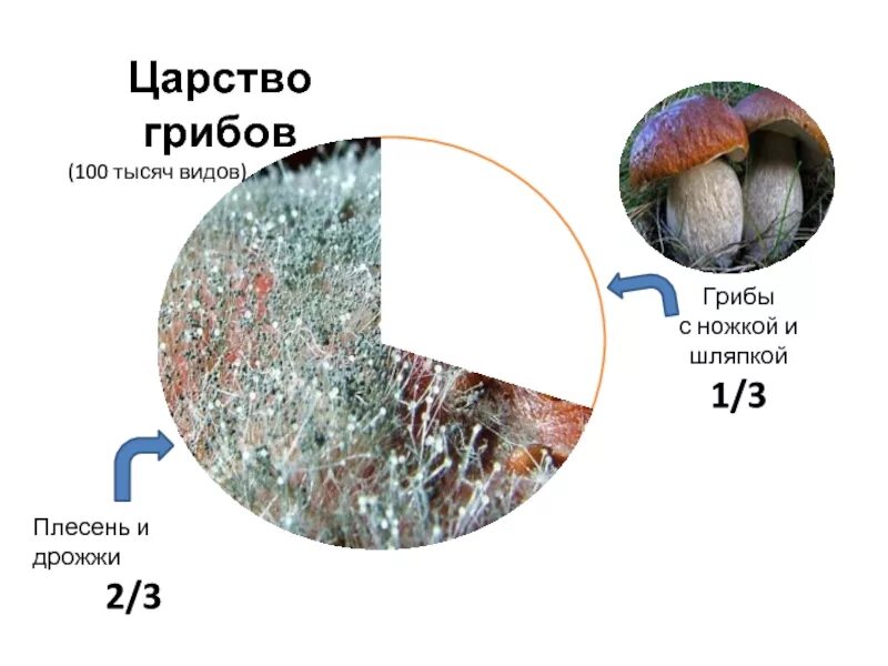 Плесень егэ