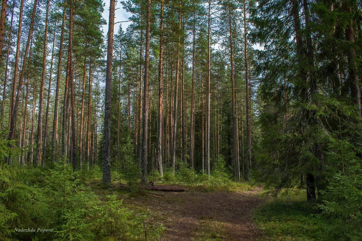 карельский лес, сосновый и еловый бор. хвойный лес аянская ель. сосна обыкновенная караканский бор. реликтовая сосна тобольск. молодой хвойный лес.