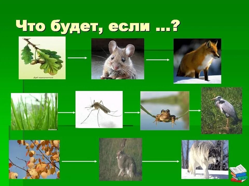 Модель изображения связей в природе