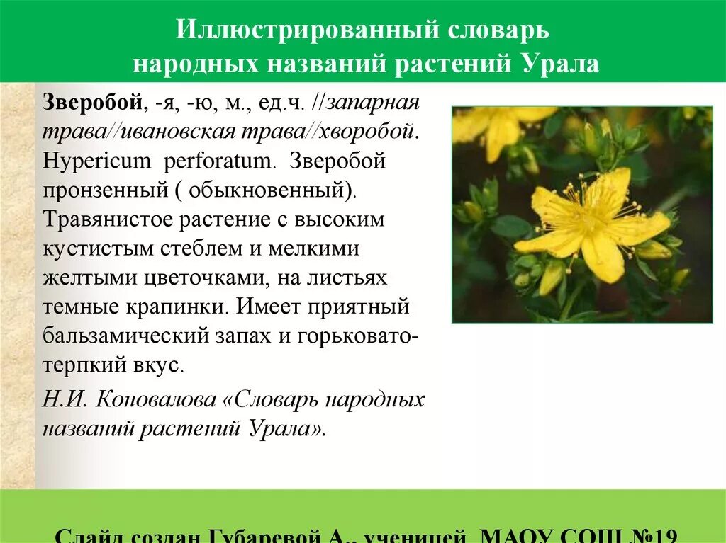 Происхождение названий растений. Происхождение названий растений